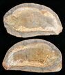 Pteronisculus Fossil Fish From Madagascar - Triassic #16731-1